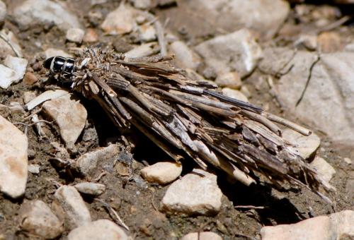 Pachythelia villosella